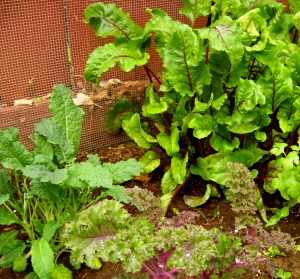 Beet greens and kale